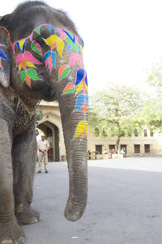竖图,室外,白天,野生动物,印度,庆祝,艺术,摄影,拉贾斯坦邦,斋普尔,象,彩图,传统文化,传统节日