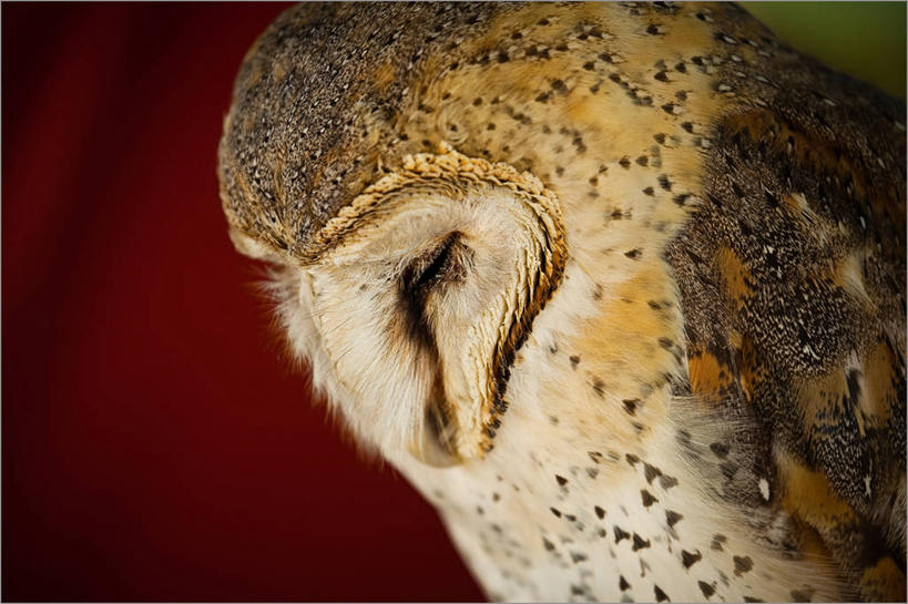 无人,横图,特写,侧面,猫头鹰,野生动物,南非,红色背景,首都,放松,摄影,开普敦,闭着眼睛,睡觉,彩图,影棚拍摄