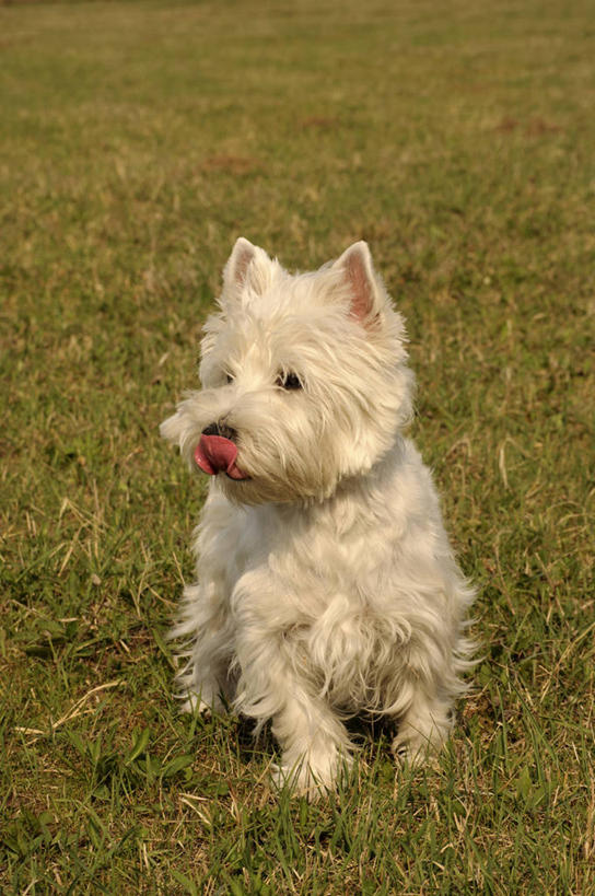 无人,竖图,室外,特写,白天,草地,宠物,狗,梗犬,白色,动物,家畜,可爱,摄影,西高地白梗,忠诚,犬,彩图,西部高地白梗,波斯尼亚和黑塞哥维那