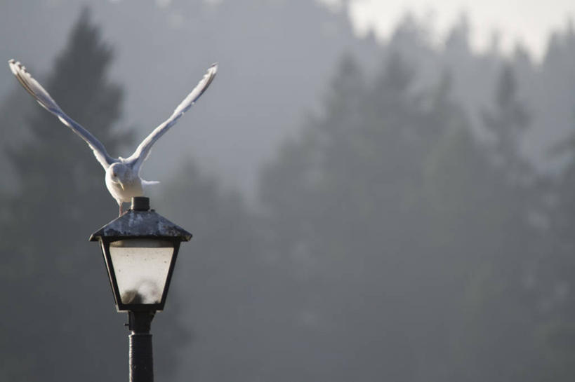 无人,横图,室外,特写,白天,雾,路灯,海鸥,野生动物,日光,美国,鸟类,冬天,天气,着陆,白色,摄影,彩图