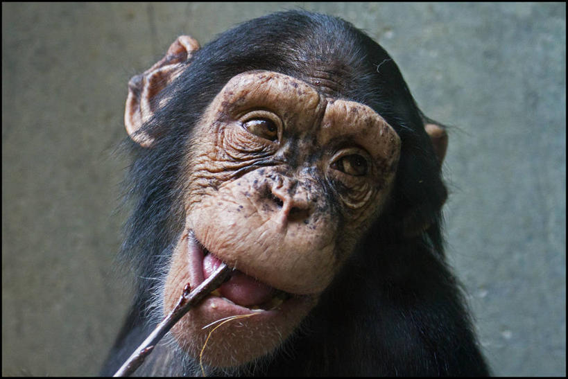 无人,横图,室外,特写,白天,野生动物,瑞士,张嘴,摄影,叼着,张大嘴巴,张开嘴,彩图