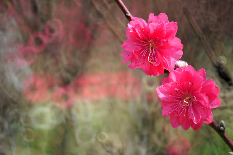 无人,横图,室外,特写,白天,茎,花,花瓣,粉色,自然,摄影,生长,脆弱,清新,珠海,广东省,彩图