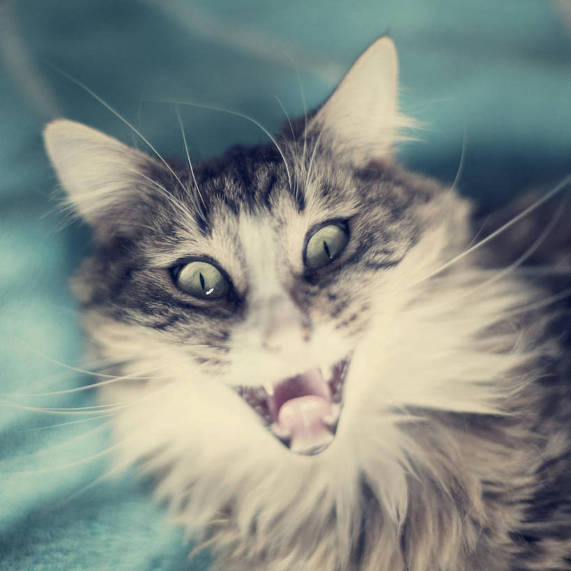 无人,方图,室内,特写,懒惰,猫,荷兰,打哈欠,张嘴,家畜,摄影,部分,肖像,张大嘴巴,张开嘴,彩图