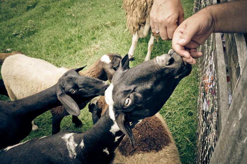 手,一个人,横图,俯视,室外,白天,巴西,木制,篱笆,草,家畜,舔,摄影,牲畜,五只,部分,圣保罗,圣保罗州,山羊,绵羊,彩图,高角度拍摄