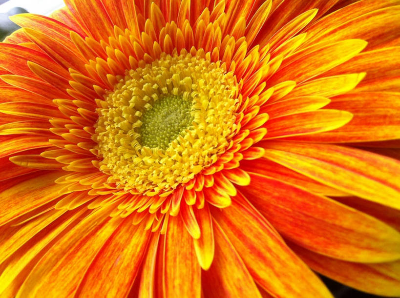 无人,横图,室外,特写,白天,加拿大,非洲雏菊,花瓣,自然,橙色,摄影,脆弱,雄蕊,清新,伯灵顿,彩图