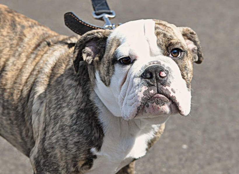 无人,横图,室外,特写,白天,宠物,狗,美国,斗牛犬,家畜,摄影,肖像,狗链,明尼苏达,彩图