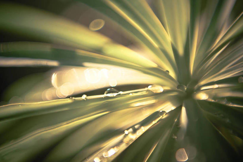 无人,横图,室外,特写,白天,水,叶子,美国,水滴,自然,摄影,清新,加利福尼亚,纯净,彩图