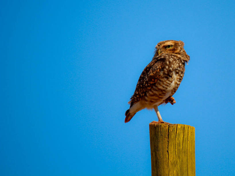 无人,横图,室外,白天,留白,猫头鹰,野生动物,巴西,木制,鸟类,杆,摄影,万里无云,圣保罗,圣保罗州,彩图