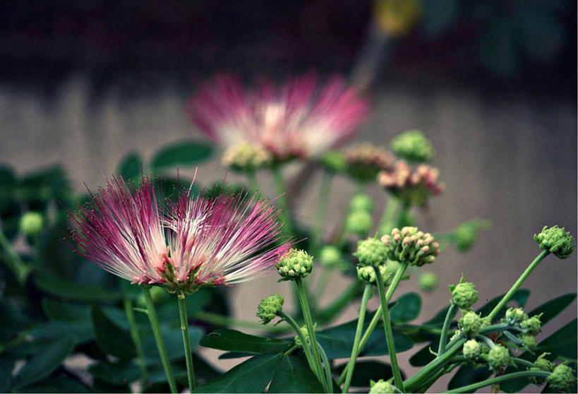无人,横图,室外,特写,白天,叶子,印度,盛开,花蕾,花,花瓣,花朵,鲜花,粉扑,花苞,花蕊,摄影,生长,脆弱,清新,彩图