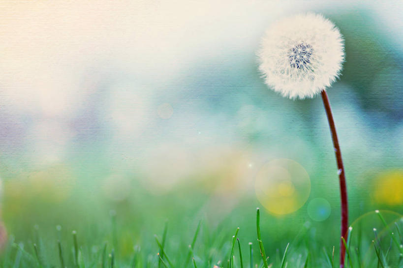 无人,横图,室外,白天,蒲公英,日光,美国,草,自然,摄影,生长,脆弱,彩图,爱荷华