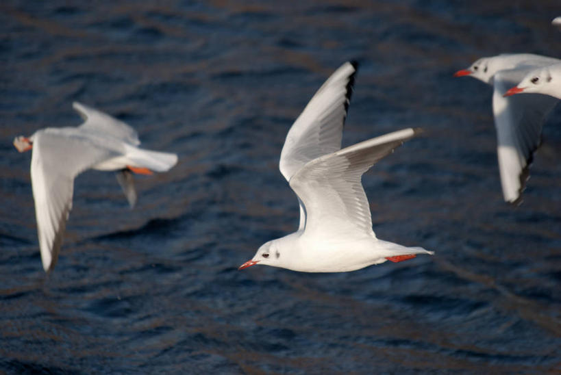 无人,横图,室外,白天,自由,湖,海鸥,野生动物,爱尔兰,四只,飞,摄影,拍打,彩图