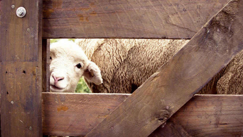 无人,农场,横图,台湾,木制,篱笆,家畜,摄影,牲畜,肖像,台中,绵羊,彩图,好奇心