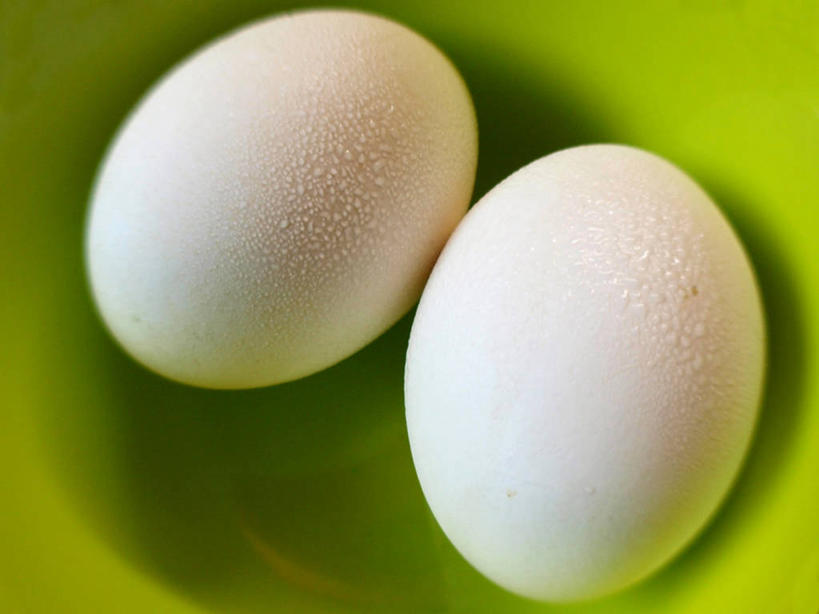 无人,横图,室内,特写,水,澳大利亚,湿,水滴,鸡蛋,饮食,两个,白色,碗,寒冷,摄影,脆弱,新南威尔士,冷凝,彩图