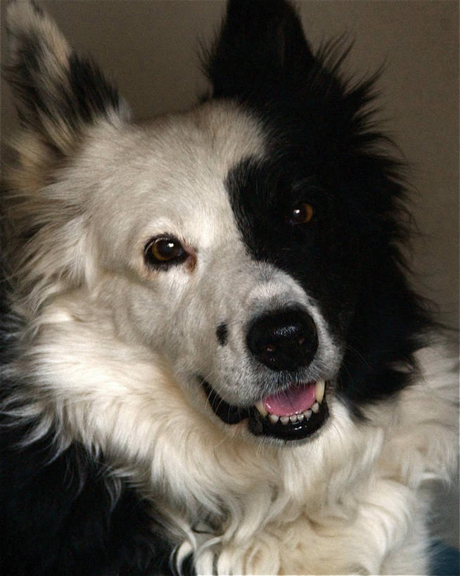 无人,竖图,特写,宠物,狗,美国,白色,黑色,家畜,摄影,加利福尼亚,边境牧羊犬,彩图