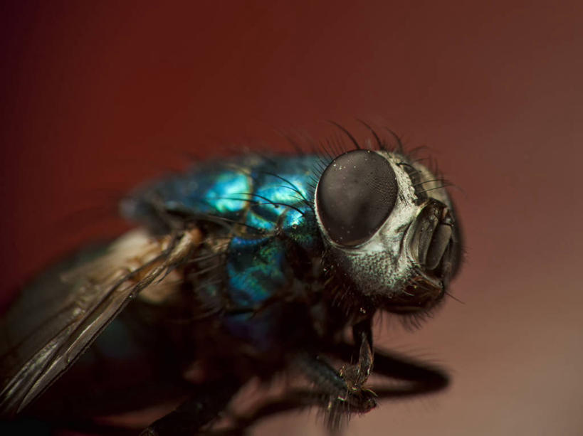 无人,横图,特写,微距,野生动物,德国,红色背景,昆虫,动物,摄影,益虫,绿头苍蝇,彩图,影棚拍摄