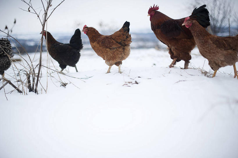 无人,横图,室外,白天,雪,加拿大,冬天,寒冷,摄影,牲畜,五只,步行,彩图