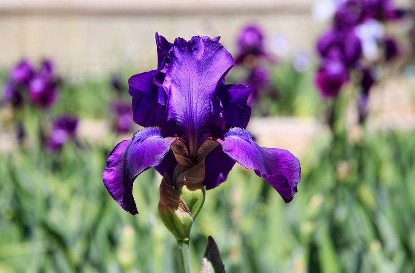 无人,植物园,横图,室外,特写,白天,日光,美国,盛开,花蕾,花,花瓣,花朵,鲜花,自然,花苞,花蕊,摄影,生长,脆弱,鸢尾,清新,加利福尼亚,彩图