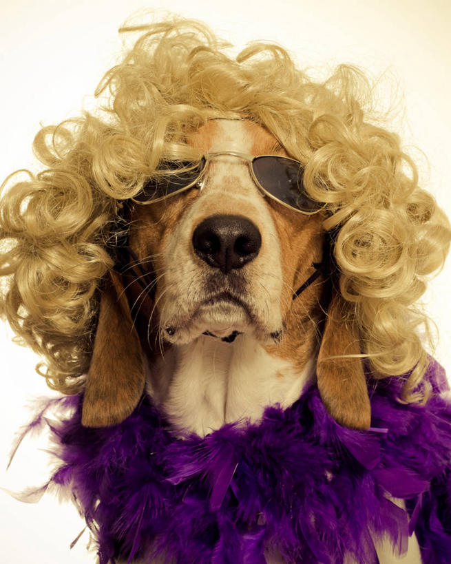 头发,无人,坐,竖图,特写,白色背景,宠物,狗,加拿大,假发,眼镜,猎犬,紫色,金色,家畜,摄影,幽默,部分,彩图,影棚拍摄