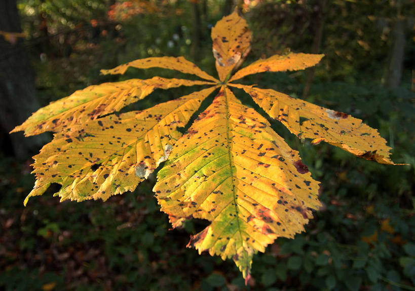 无人,横图,室外,特写,白天,叶子,英国,欧洲,英格兰,自然,摄影,脆弱,西欧,清新,大不列颠,七叶树,大不列颠及北爱尔兰联合王国,大不列颠及爱尔兰联合王国,英吉利,南约克郡,秋天,彩图,约克郡.亨伯,大不列颠王国,大英帝国,联合王国,日不落帝国,设菲尔德