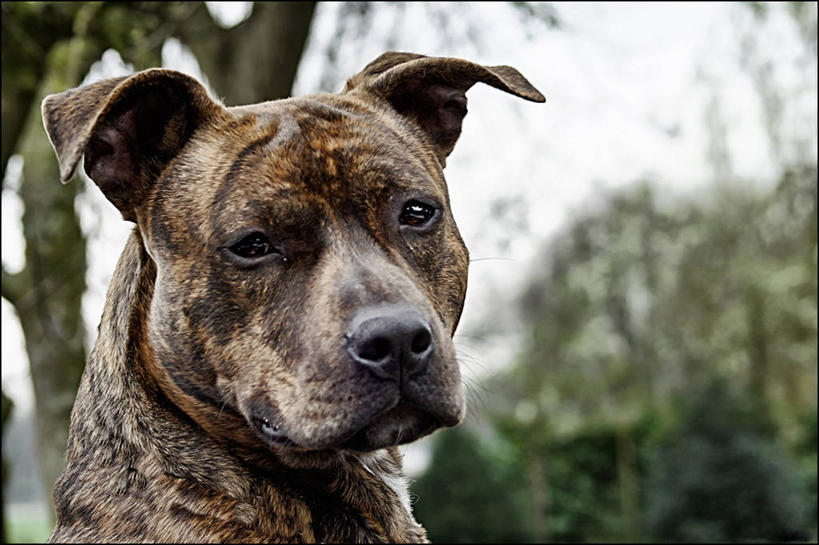 无人,横图,室外,特写,白天,宠物,狗,荷兰,梗犬,树,动物,家畜,可爱,摄影,部分,忠诚,牛头梗,北布拉班特,犬,彩图,斯塔福德牛头梗