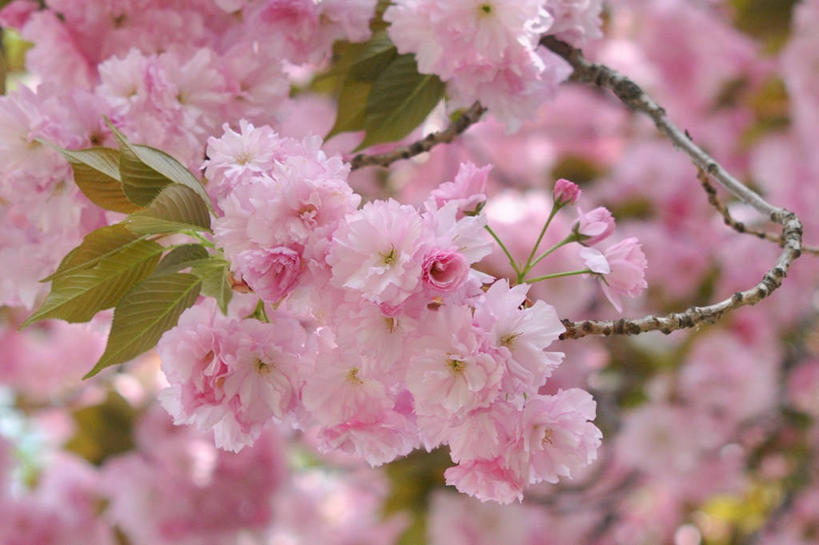 无人,横图,室外,特写,白天,美景,植物,樱花,叶子,美国,景观,茎,果树,樱桃树,花,树,树木,粉色,绿色,自然,花束,景色,摄影,生长,成长,脆弱,清新,自然风光,彩图