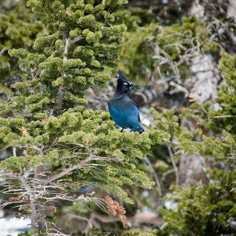 无人,方图,室外,白天,正面,森林,松树,野生动物,美国,鸟类,自然,摄影,栖息,彩图