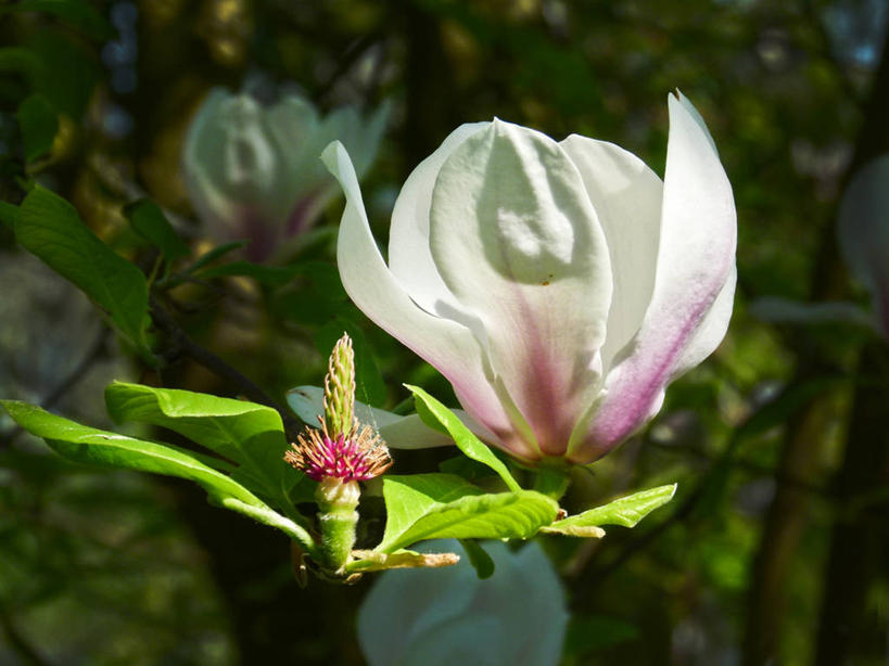 无人,横图,室外,白天,玉兰花,叶子,荷兰,花,花瓣,粉色,绿色,白色,自然,摄影,生长,脆弱,清新,辛夷,木兰花,格罗宁根,玉兰,应春花,木兰,白玉兰,玉树,彩图,望春,玉堂春