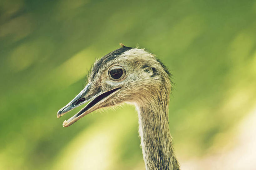 无人,横图,室外,特写,白天,侧面,野生动物,鸵鸟,英国,鸟类,小鸟,动物,张嘴,摄影,部分,张大嘴巴,利兹市,张开嘴,彩图