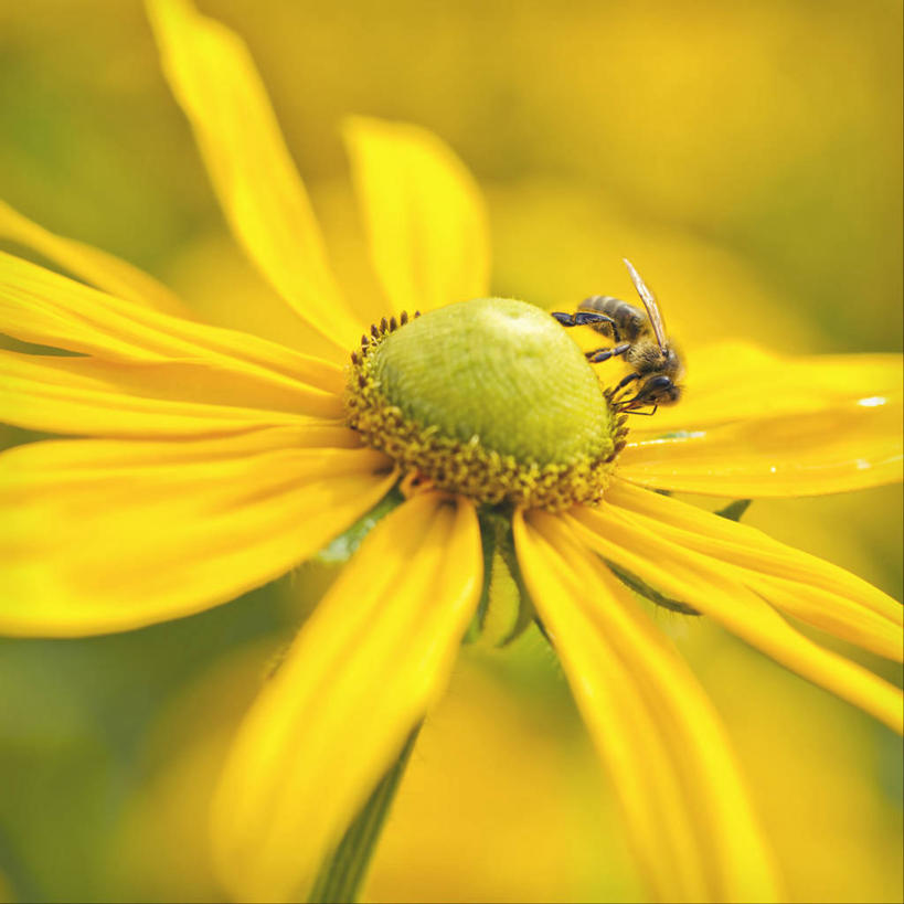 无人,方图,室外,特写,白天,野生动物,蜜蜂,英国,盛开,花蕾,花,花瓣,花朵,鲜花,一朵,黄色,花苞,花蕊,摄影,脆弱,雄蕊,清新,利兹市,彩图