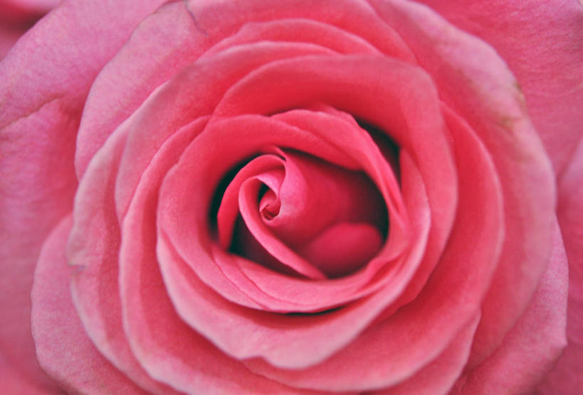 无人,横图,室外,特写,白天,美国,盛开,花蕾,花,花瓣,花朵,鲜花,一朵,粉色,花苞,花蕊,摄影,脆弱,清新,德克萨斯,圣安东尼奥市,彩图