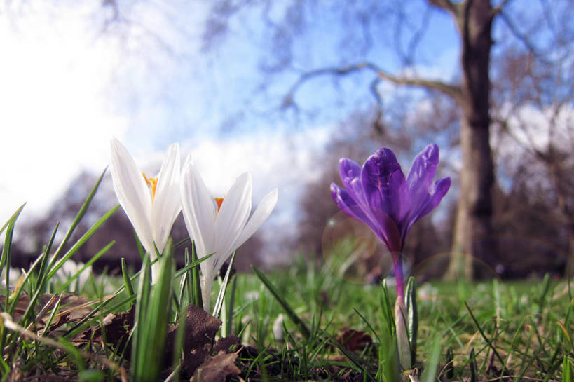 无人,横图,室外,白天,日光,英国,首都,草,花朵,紫色,白色,自然,摄影,生长,宁静,彩图