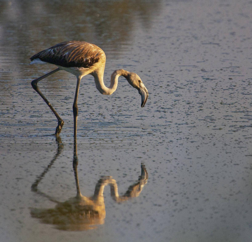 无人,横图,室外,白天,侧面,野生动物,西班牙,反射,苍鹭,鸟类,摄影,纳瓦拉,潘普洛纳,死水,步行,彩图