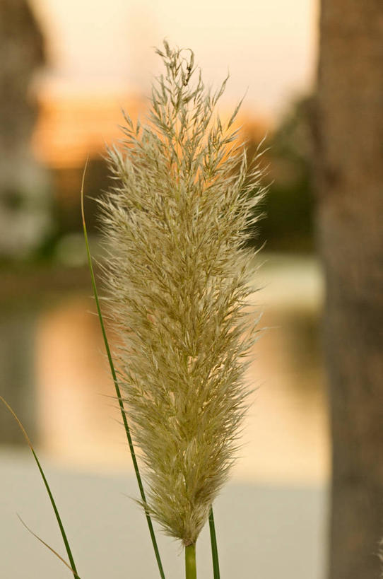 无人,竖图,室外,特写,白天,叶子,美国,枝,摄影,生长,北美,北美洲,脆弱,清新,美洲,佛罗里达,奥兰多,佛罗里达州,佛州,阳光州,北亚美利加洲,亚美利加洲,彩图,美利坚合众国