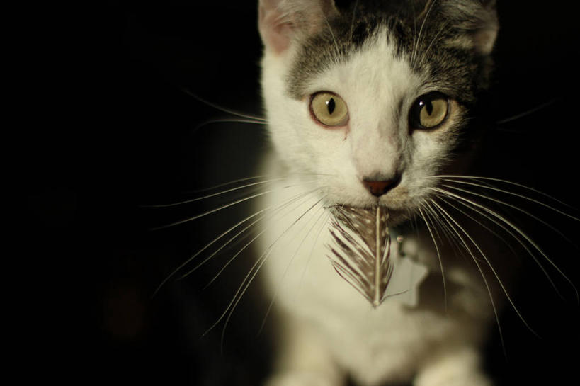 无人,横图,特写,宠物,猫,羽毛,美国,黑色背景,小猫,动物,家畜,摄影,叼着,肖像,明尼苏达,彩图,影棚拍摄