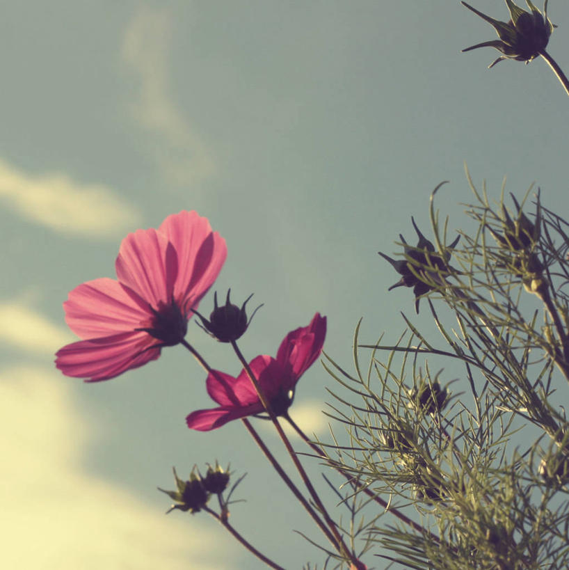 无人,竖图,室外,特写,白天,法国,盛开,云,茎,花蕾,花,花瓣,花朵,鲜花,粉色,天空,自然,花苞,花蕊,摄影,大波斯菊,生长,脆弱,清新,彩图