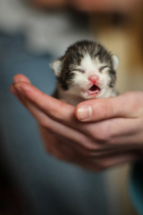 手,一个人,竖图,室内,特写,宠物,猫,美国,小猫,动物,家畜,摄影,部分,关爱,明尼苏达,彩图