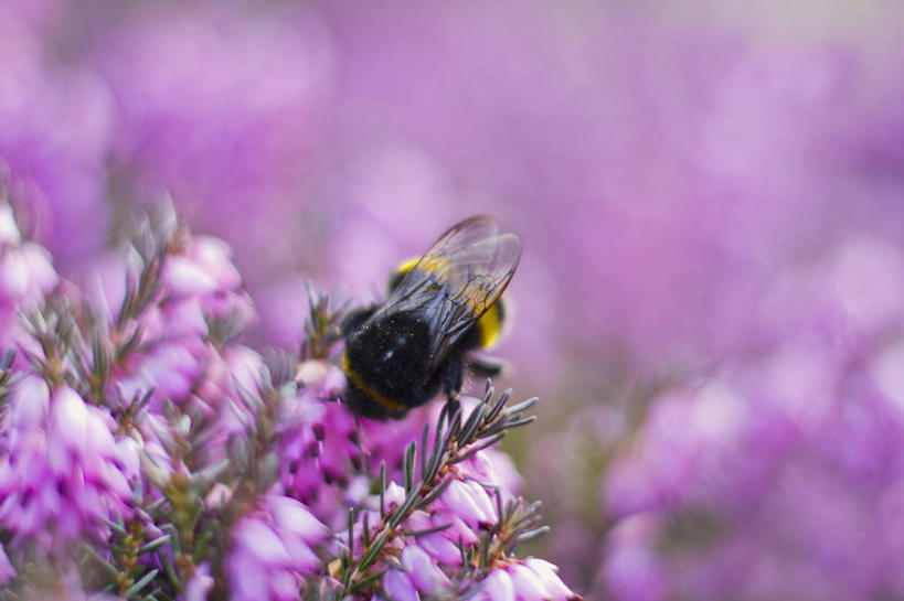 无人,横图,室外,特写,白天,野生动物,蜜蜂,英国,花,粉色,动物,摄影,授粉,大黄蜂,石南花,彩图