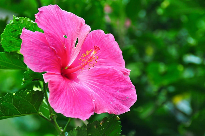 无人,横图,室外,特写,叶子,美国,盛开,九重葛,三角梅,花蕾,花,花瓣,花朵,鲜花,一朵,粉色,自然,花苞,花蕊,摄影,脆弱,雄蕊,夏威夷群岛,三叶梅,毛宝巾,簕杜鹃,叶子花,叶子梅,南美紫茉莉,太平洋岛屿,三角花,彩图