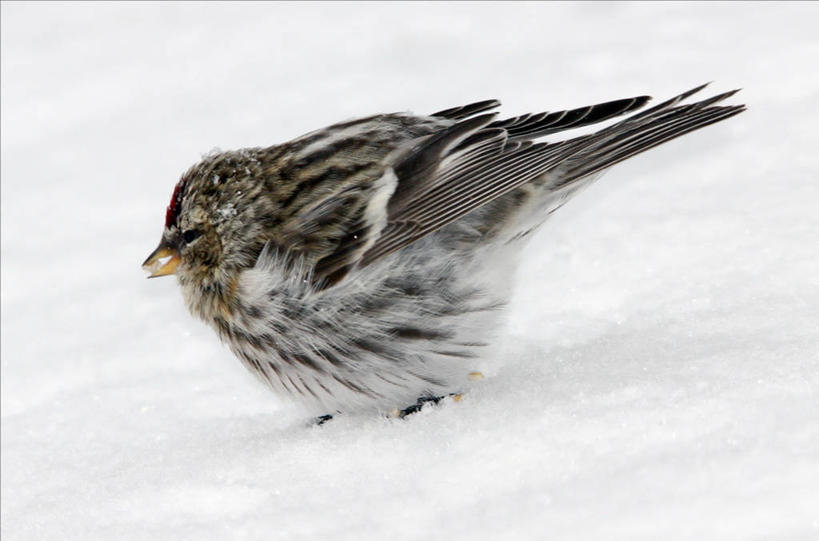 无人,横图,室外,特写,白天,雪,野生动物,加拿大,鸟类,地形,冬天,寒冷,摄影,喙,朱顶雀,彩图,纽宾士域