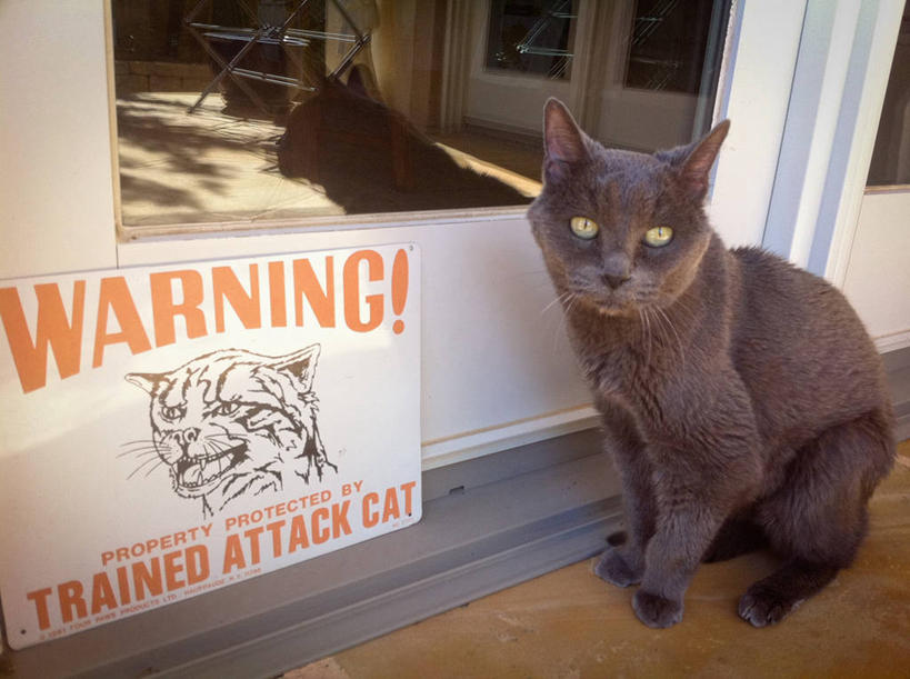 无人,横图,室外,白天,通讯,指示牌,宠物,猫,美国,标志,文字,警告,标识,布告,灰色,家畜,警示,摄影,英文字母,禁止,提醒,北美,北美洲,提示,限制,加利福尼亚,肖像,美洲,加州,加利福尼亚州,金州,黄金州,北亚美利加洲,亚美利加洲,索诺马县,危险,彩图,美利坚合众国,圣塔罗莎