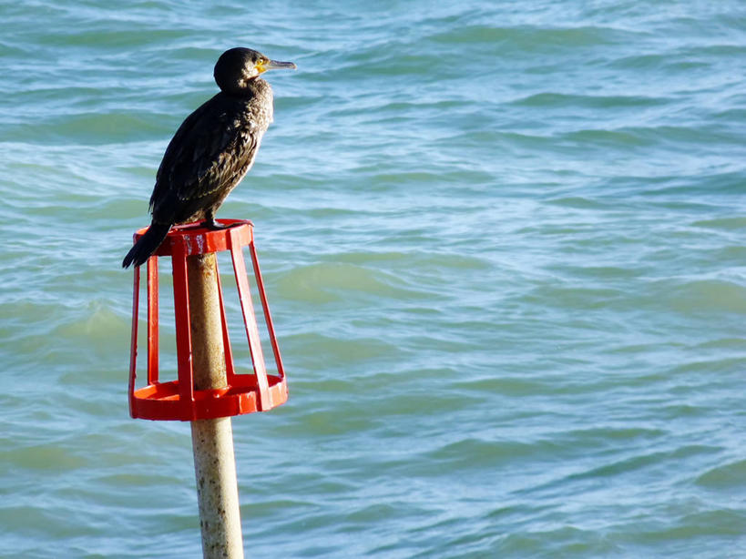 无人,横图,室外,白天,海洋,野生动物,英国,鸬鹚,鸟类,杆,红色,摄影,彩图