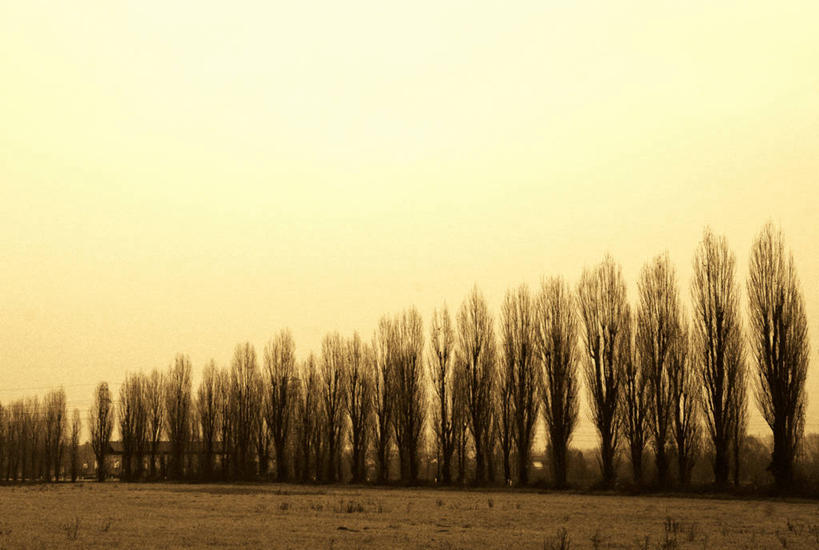 无人,横图,室外,白天,路,意大利,一排,整齐,冬天,排列,自然,安静,摄影,宁静,队列,威尼托大区,万里无云,维琴察,彩图,林荫大道