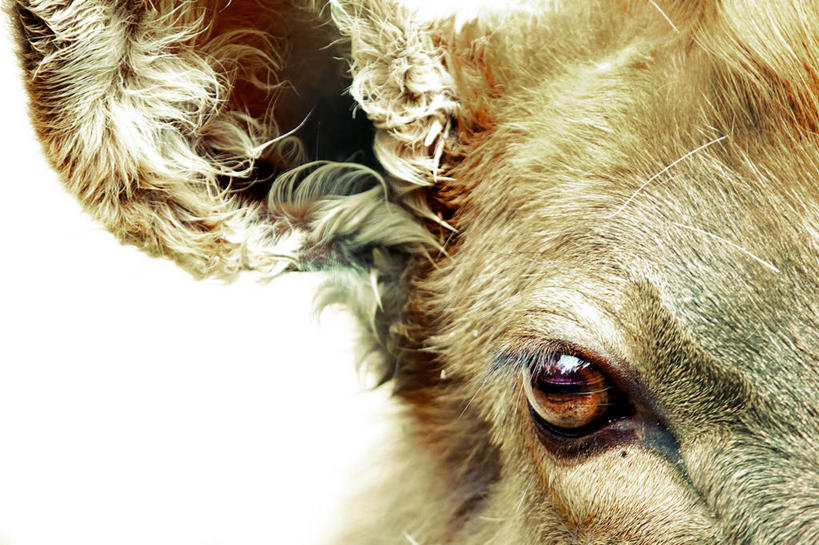 无人,横图,特写,白色背景,西班牙,巴塞罗那,动物,家畜,摄影,部分,母牛,彩图,影棚拍摄,巴塞罗那省,家牛