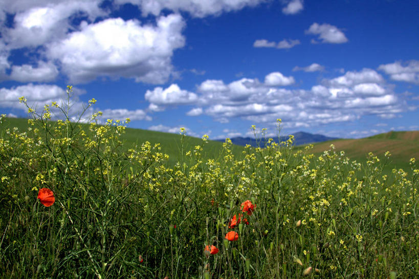 无人,横图,室外,白天,美国,地形,田地,云,花,黄色,红色,绿色,天空,自然,摄影,生长,脆弱,清新,华盛顿州,普尔曼,彩图,芸苔