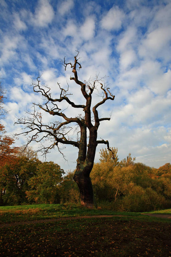 无人,竖图,室外,白天,德国,地形,云,树,风景,天空,自然,摄影,宁静,彩图,独处
