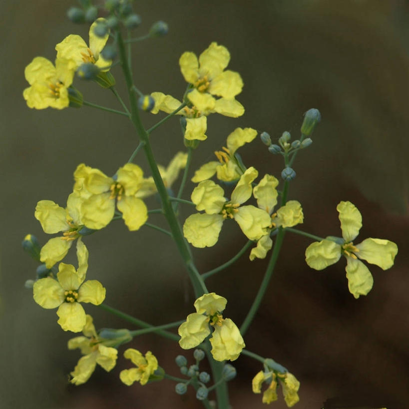 无人,竖图,室外,特写,白天,奥地利,花,花朵,黄色,自然,摄影,脆弱,清新,下奥地利州,彩图