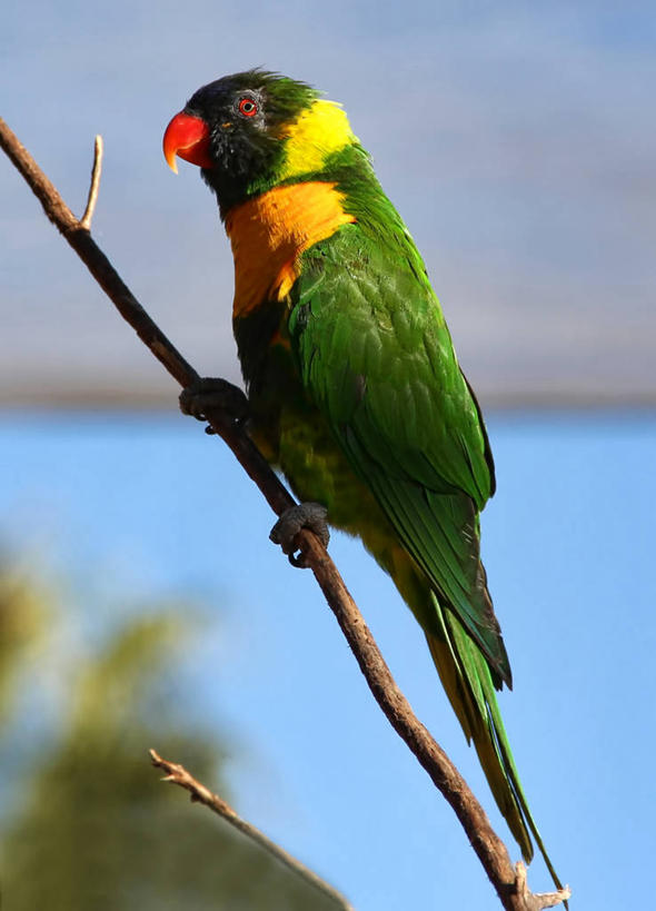 无人,竖图,室外,特写,白天,侧面,野生动物,鹦鹉,美国,鸟类,枝,蓝色,绿色,摄影,栖息,太平洋,加利福尼亚,长滩,彩图