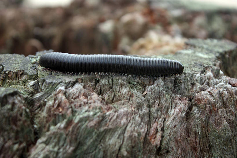 无人,横图,室外,特写,白天,侧面,野生动物,巴西,动物,摄影,蜈蚣,岩石,彩图