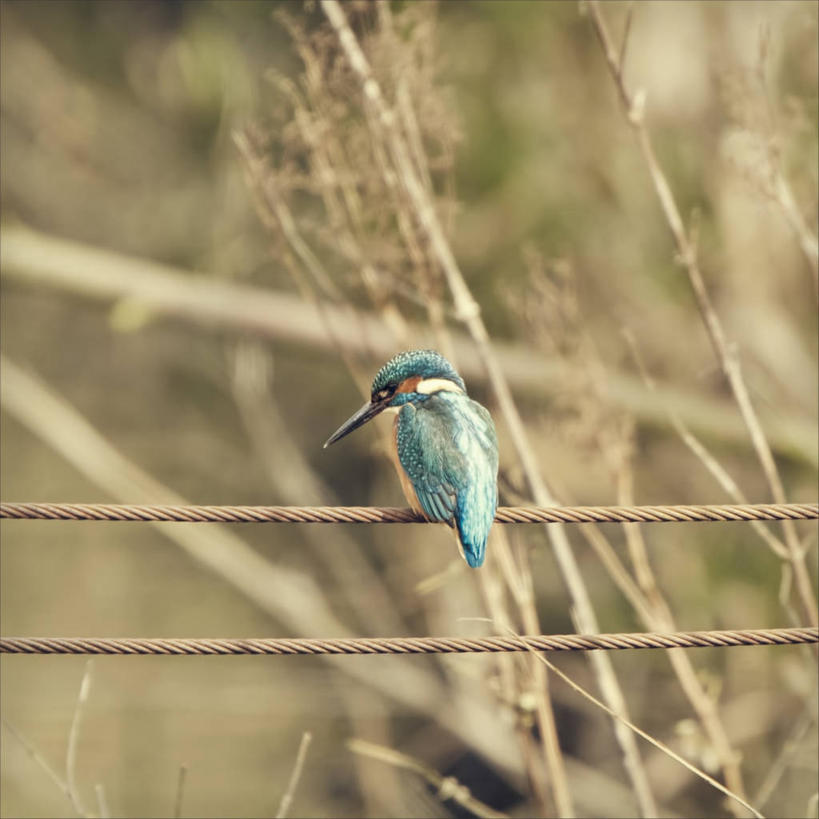 无人,方图,室外,白天,翠鸟,野生动物,英国,鸟类,蓝色,摄影,栖息,金属丝,利兹市,彩图