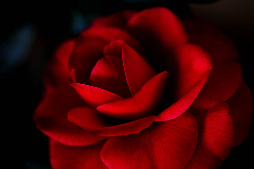 无人,横图,彩色,特写,美国,盛开,花蕾,花,花瓣,花朵,鲜花,一朵,红色,花苞,花蕊,摄影,五颜六色,色彩斑斓,亚利桑那,脆弱,清新,五彩缤纷,图森市,五彩斑斓,五光十色,茶花,彩图